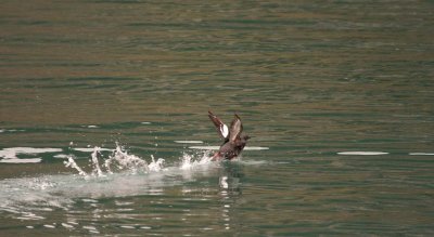 White-winged Scoter - Take off sequence 2