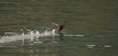 White-winged Scoter - Take off sequence 3