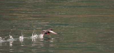 White-winged Scoter - Take off sequence 4