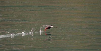 White-winged Scoter - Take off sequence 5