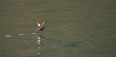 White-winged Scoter - Take off sequence 6