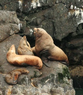 Steller Sea Lion