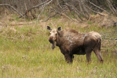 Grazing Moose
