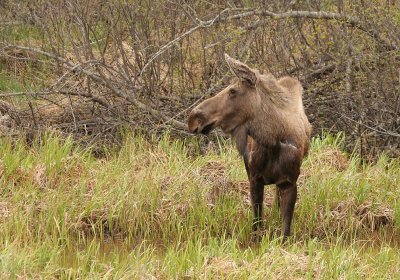 Female Moose