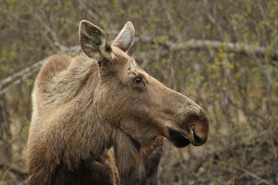 Moose Portrait