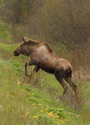Moose in Spring