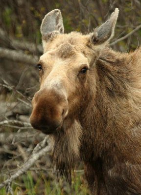 Female Moose