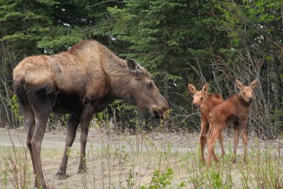 Mother and Baby Mooses