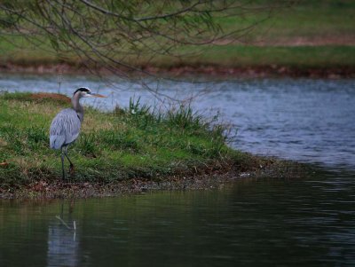 Great Blue Heron