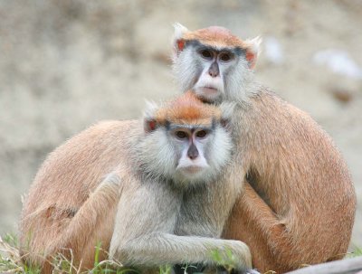 Patas Monkey