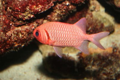 Violet Soldierfish