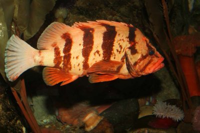 Tiger Rockfish