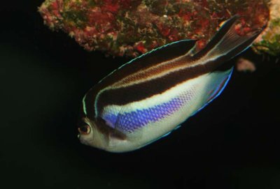 Ornate Angelfish (female)