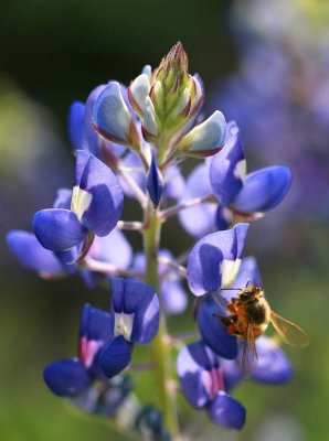Blue Bonnet and Bee