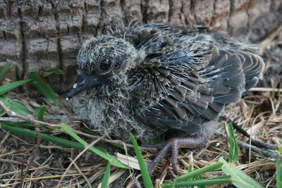 Mourning Dove (newborn)