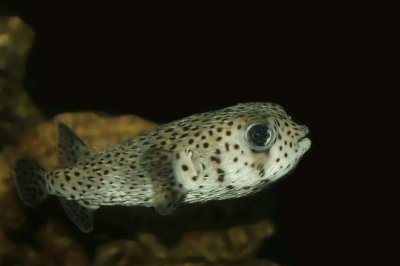 Porcupinefish (juvenile)