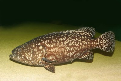 Queensland Grouper