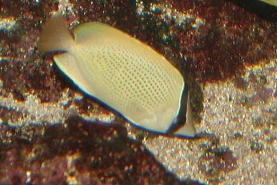 Spotted Butterflyfish