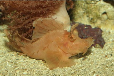 Eschmeyer's Scorpionfish