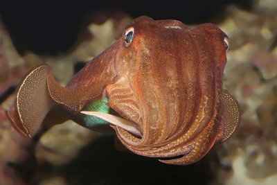 Cuttlefishes & Nautilus