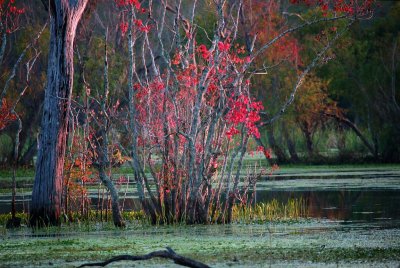 Fall Foliage - Southern Swamp Style