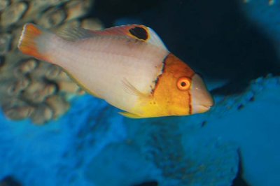 Bicolor Parrotfish (juvenile)