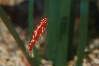 Red-blotched Pygmy Goby