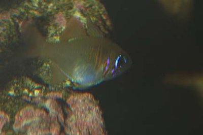 Longspine Cardinalfish