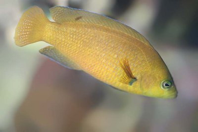 Brown Dottyback