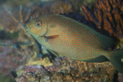Gold-spotted Rabbitfish