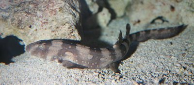 White-spotted Bamboo Shark