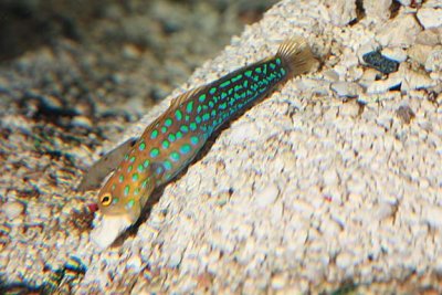 Blue-spotted Jawfish