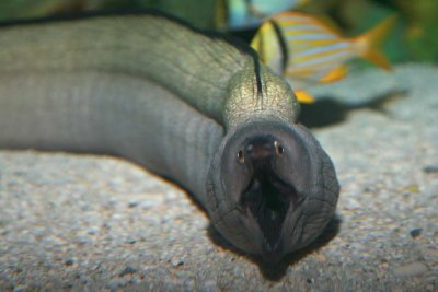 Purplemouth Moray Eel