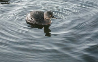 Least Grebe