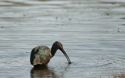 Whitefaced Ibis