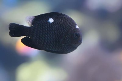 Domino Damselfish