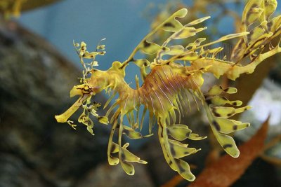 Leafy Sea Dragon