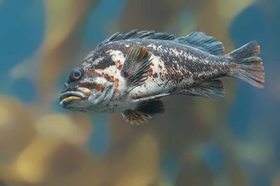 Kelp Rockfish