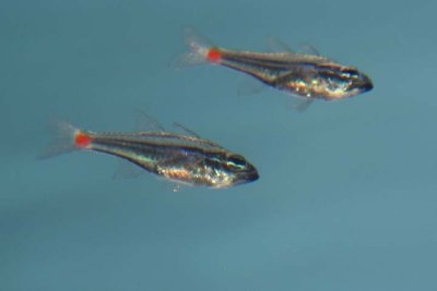 Red-spot Cardinalfish
