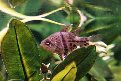 Orbiculate Cardinalfish