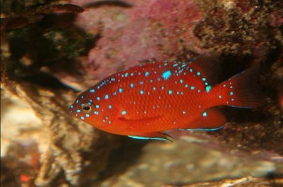 Garibaldi Damselfish (juvenile)