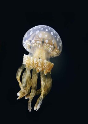 Spotted Jellyfish