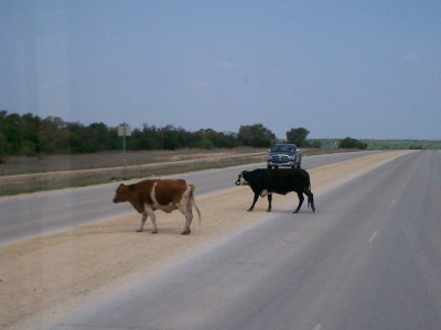 the free roaming cows