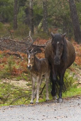 Gers - Wild horses in the rain