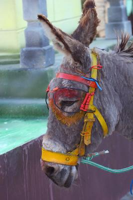 Donkey Carnival