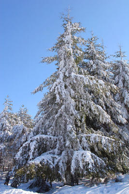 Snow - Serra da Estrela 5