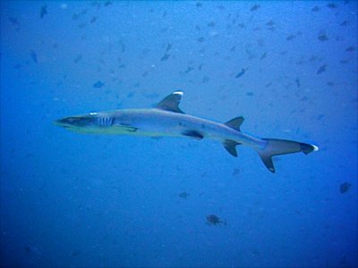 White-tip reef shark