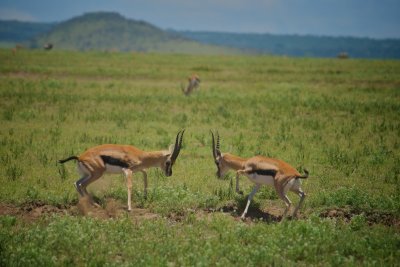 Grant's gazelle, Serengeti