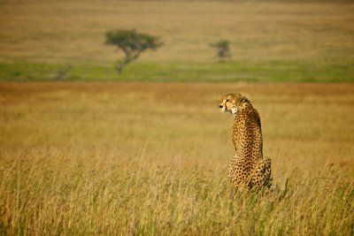 A cheetah, Serengeti NP, Tanzania