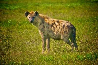 Hyena